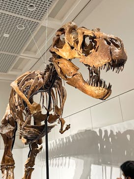 大阪市立自然史博物館に投稿された画像（2023/9/17）