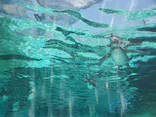 天王寺動物園に投稿された画像（2023/9/17）