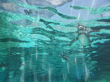 天王寺動物園に投稿された画像（2023/9/17）