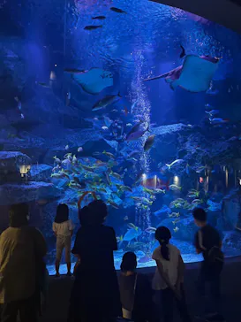 すみだ水族館に投稿された画像（2023/9/17）