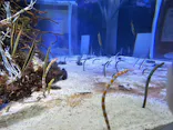名古屋港水族館に投稿された画像（2023/9/17）
