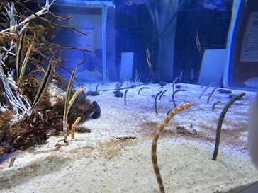 名古屋港水族館に投稿された画像（2023/9/17）