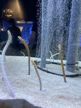 すみだ水族館に投稿された画像（2023/9/17）