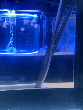 すみだ水族館に投稿された画像（2023/9/17）