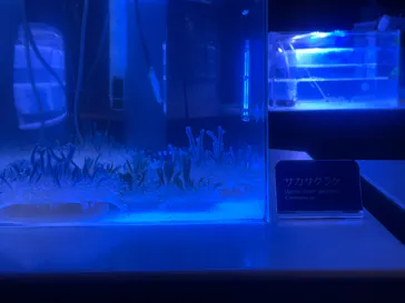 すみだ水族館に投稿された画像（2023/9/17）