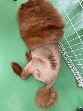 つくばわんわんランドに投稿された画像（2023/9/17）