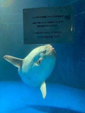サンシャイン水族館に投稿された画像（2023/9/17）