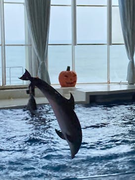 アクアワールド茨城県大洗水族館に投稿された画像（2023/9/17）