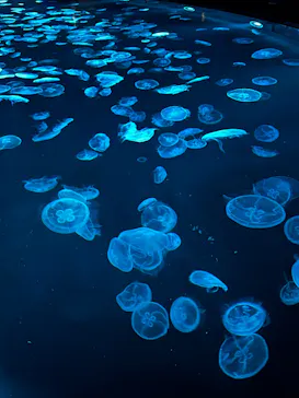 すみだ水族館に投稿された画像（2023/9/17）