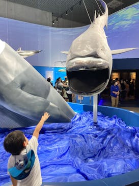 特別展「海　―生命のみなもと―」（国立科学博物館）に投稿された画像（2023/9/17）