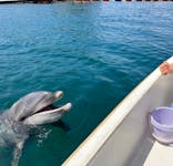 うみたま体験パーク 「つくみイルカ島」に投稿された画像（2023/9/17）