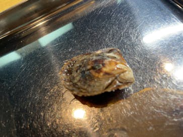 三重県真珠に投稿された画像（2023/9/17）