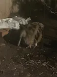天王寺動物園に投稿された画像（2023/9/17）