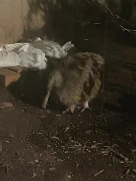 天王寺動物園に投稿された画像（2023/9/17）