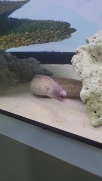 アクアワールド茨城県大洗水族館に投稿された画像（2023/9/17）