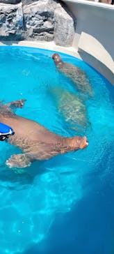 鴨川シーワールドに投稿された画像（2023/9/17）