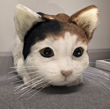 特別展「ネコ」 ～にゃんと！クールなハンターたち～に投稿された画像（2023/9/17）