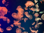 名古屋港水族館に投稿された画像（2023/9/17）