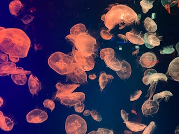 名古屋港水族館に投稿された画像（2023/9/17）