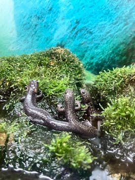 越前松島水族館に投稿された画像（2023/9/17）