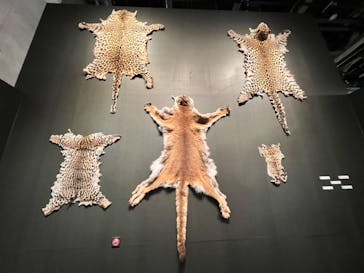 特別展「ネコ」 ～にゃんと！クールなハンターたち～に投稿された画像（2023/9/17）