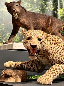 特別展「ネコ」 ～にゃんと！クールなハンターたち～に投稿された画像（2023/9/17）