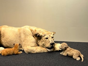 特別展「ネコ」 ～にゃんと！クールなハンターたち～に投稿された画像（2023/9/17）