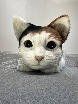 特別展「ネコ」 ～にゃんと！クールなハンターたち～に投稿された画像（2023/9/17）