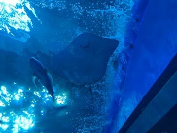 沖縄美ら海水族館に投稿された画像（2023/9/17）