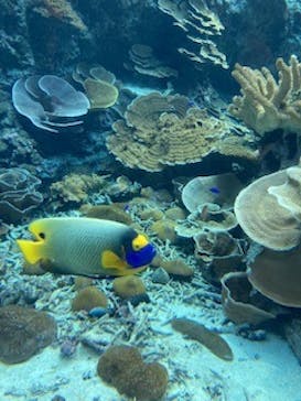 沖縄美ら海水族館に投稿された画像（2023/9/17）