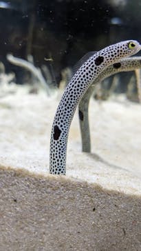 京都鉄道博物館×京都水族館に投稿された画像（2023/9/17）