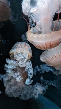 京都鉄道博物館×京都水族館に投稿された画像（2023/9/17）