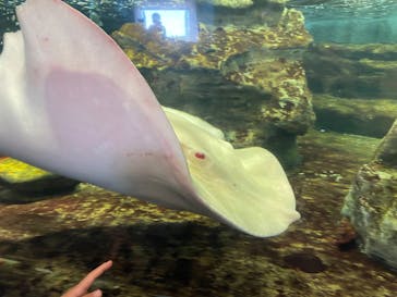 鴨川シーワールドに投稿された画像（2023/9/17）