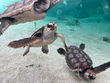 鴨川シーワールドに投稿された画像（2023/9/17）