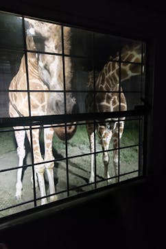 那須サファリパークに投稿された画像（2023/9/17）