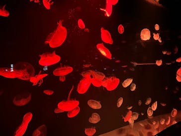 サンシャイン水族館に投稿された画像（2023/9/17）