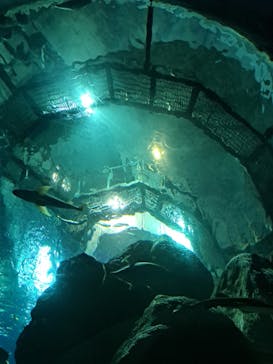 大分マリーンパレス水族館 「うみたまご」に投稿された画像（2023/9/17）