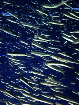 大分マリーンパレス水族館 「うみたまご」に投稿された画像（2023/9/17）