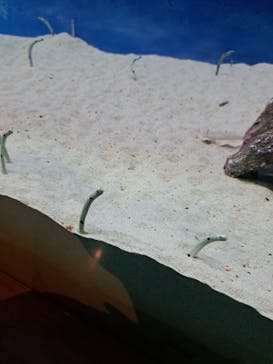 大分マリーンパレス水族館 「うみたまご」に投稿された画像（2023/9/17）