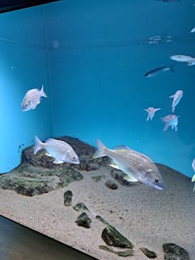 大分マリーンパレス水族館 「うみたまご」に投稿された画像（2023/9/17）