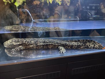 京都水族館に投稿された画像（2023/9/17）