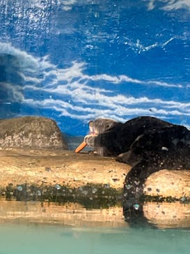 マリンワールド海の中道に投稿された画像（2023/9/17）