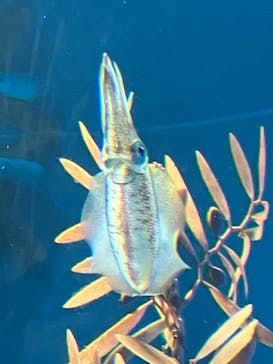 サンシャイン水族館に投稿された画像（2023/9/18）