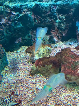 サンシャイン水族館に投稿された画像（2023/9/18）