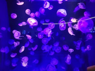 島根県立 しまね海洋館に投稿された画像（2023/9/18）