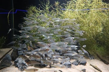 カワスイ 川崎⽔族館に投稿された画像（2023/9/18）