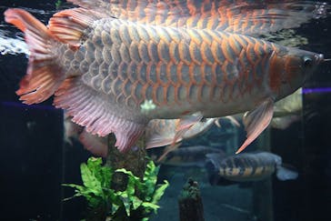 カワスイ 川崎⽔族館に投稿された画像（2023/9/18）