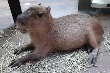 カワスイ 川崎⽔族館に投稿された画像（2023/9/18）