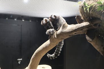 カワスイ 川崎⽔族館に投稿された画像（2023/9/18）