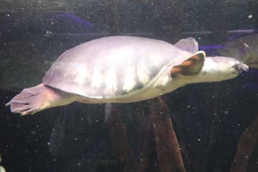 カワスイ 川崎⽔族館に投稿された画像（2023/9/18）